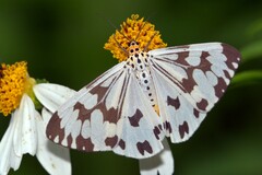 Nyctemera adversata