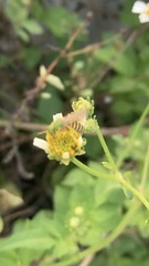 Agapostemon nasutus