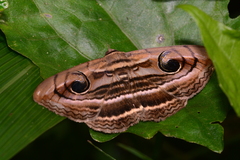 Spirama helicina