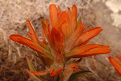 Castilleja integra