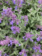 Nepeta racemosa