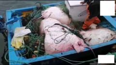 Myliobatis chilensis