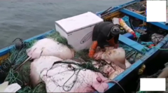 Myliobatis chilensis