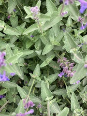 Nepeta racemosa