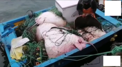 Myliobatis chilensis