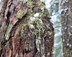 Usnea subfloridana
