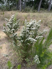 Ozothamnus