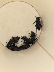 Nicrophorus nepalensis