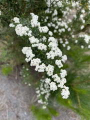 Ozothamnus