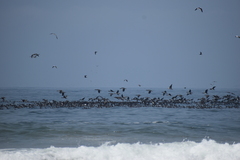 Leucocarbo bougainvillii