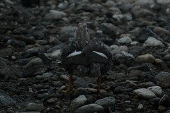 Tachyeres patachonicus