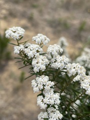 Ozothamnus