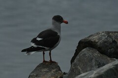 Leucophaeus scoresbii