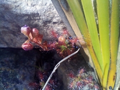 Drosera gibsonii