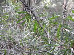 Melaleuca pachyphylla