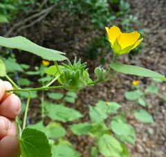 Abutilon permolle