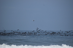 Leucocarbo bougainvillii