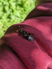 Nicrophorus nepalensis