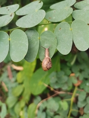 Ganesella saurivonga