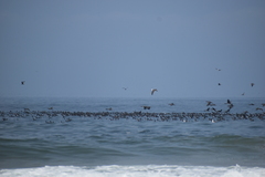 Leucocarbo bougainvillii