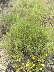 Distichlis distichophylla