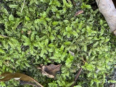Hypnodendron