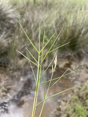 Distichlis distichophylla