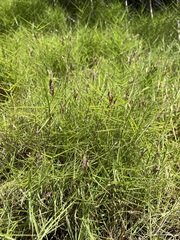 Distichlis distichophylla