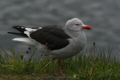 Leucophaeus scoresbii