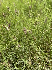 Distichlis distichophylla