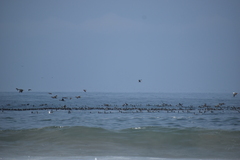 Leucocarbo bougainvillii