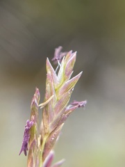 Distichlis distichophylla