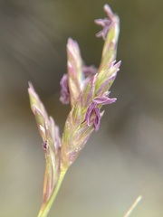 Distichlis distichophylla