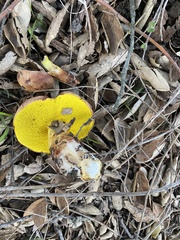 Aureoboletus flaviporus