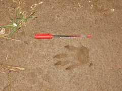 Nasua olivacea