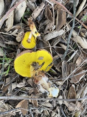 Aureoboletus flaviporus