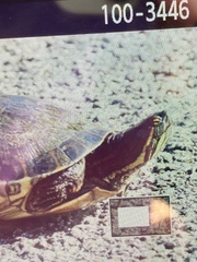 Trachemys venusta iversoni