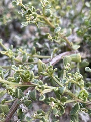 Baccharis pilularis pilularis