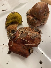 Aureoboletus flaviporus