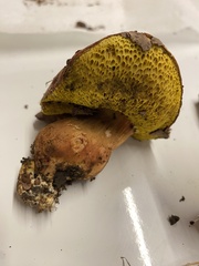 Aureoboletus flaviporus
