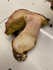 Aureoboletus flaviporus