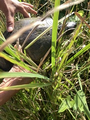 Trachemys venusta iversoni