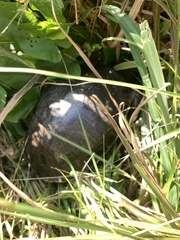 Trachemys venusta iversoni