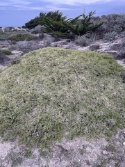 Baccharis pilularis pilularis