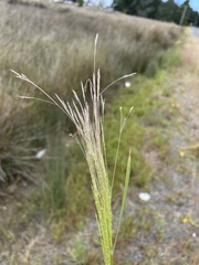 Agrostidinae