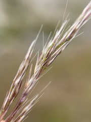 Agrostidinae