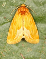 Cirrhophanus dyari