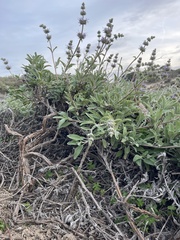 Salvia leucophylla × mellifera