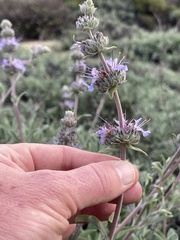 Salvia leucophylla × mellifera