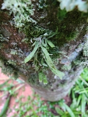 Ramalina celastri